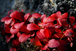 ウラシマツツジ